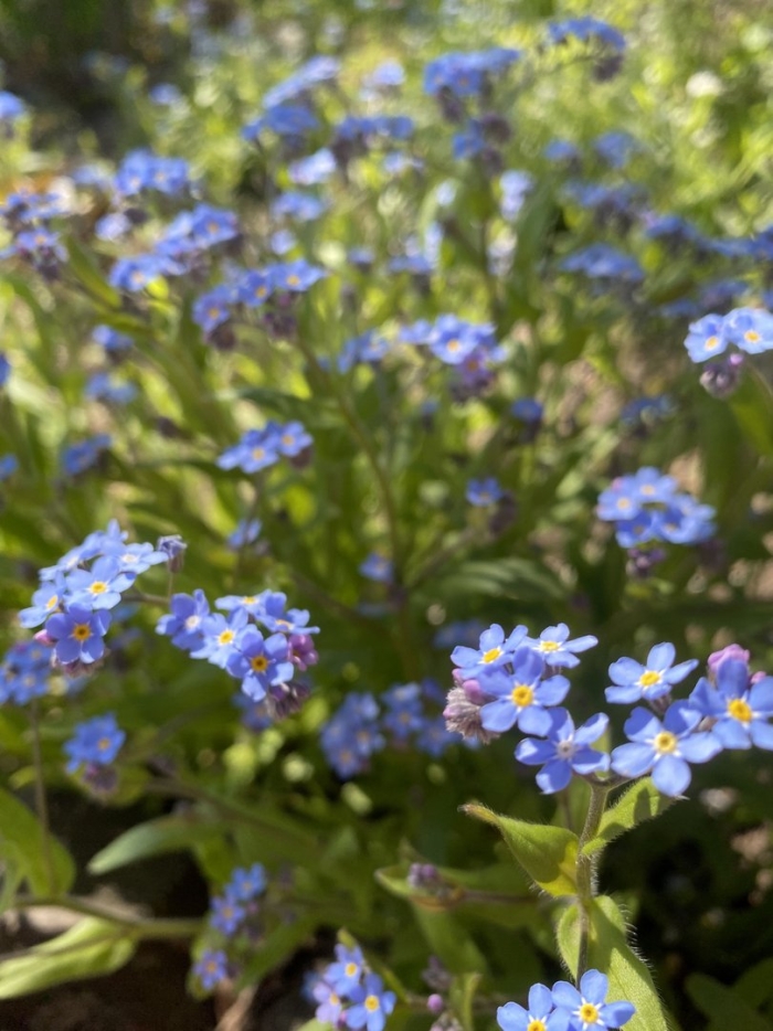 Незабудка лесная myosotis sylvatica