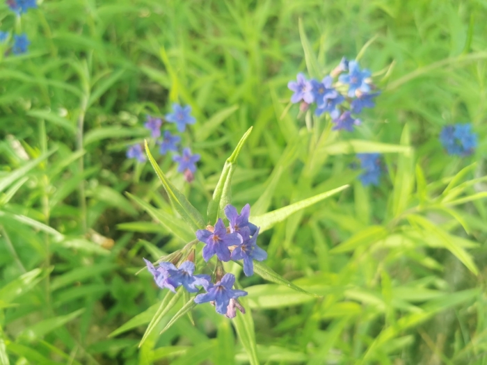 Buglossoides purpurocaerulea