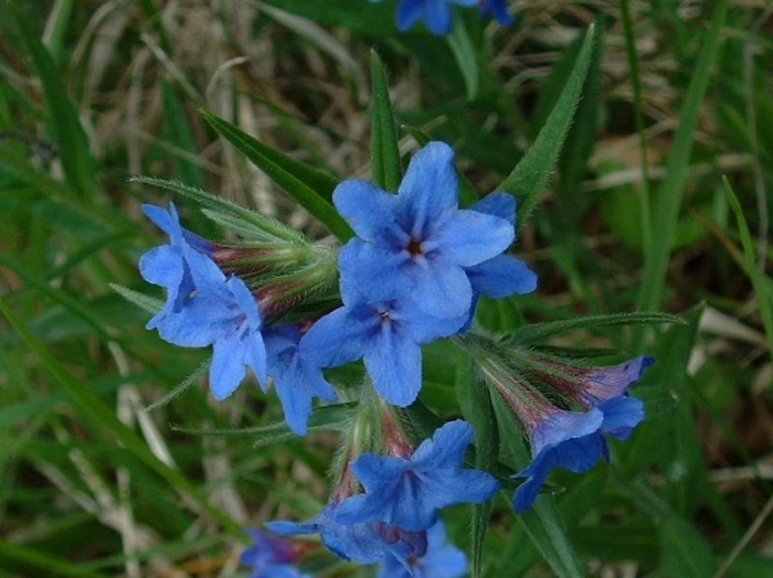 Воробейник краснокорневой