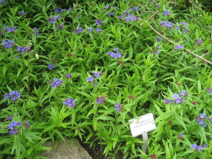 Твидия голубая