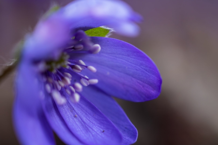 Hepatica nobilis