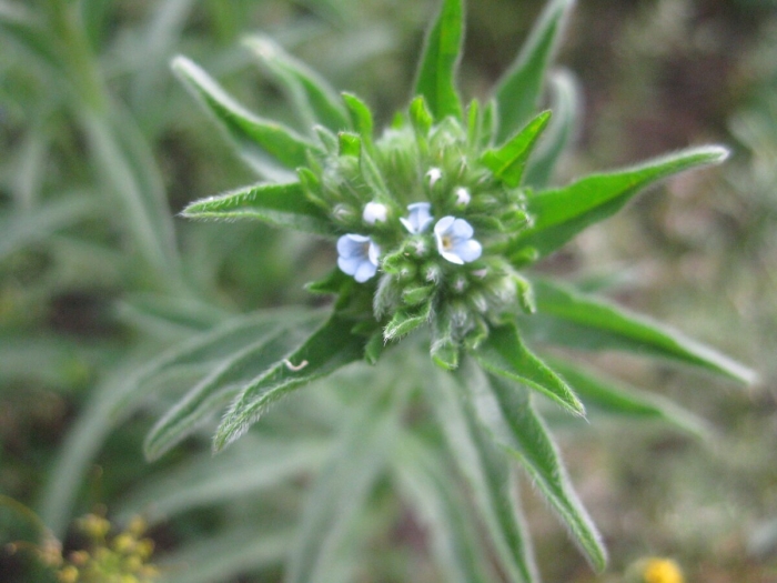 Липучка растопыренная (lappula squarrosa)