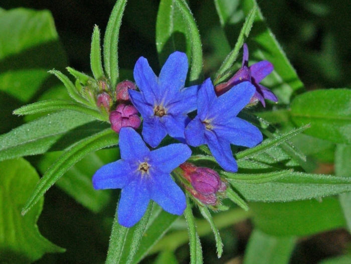 Buglossoides purpurocaerulea
