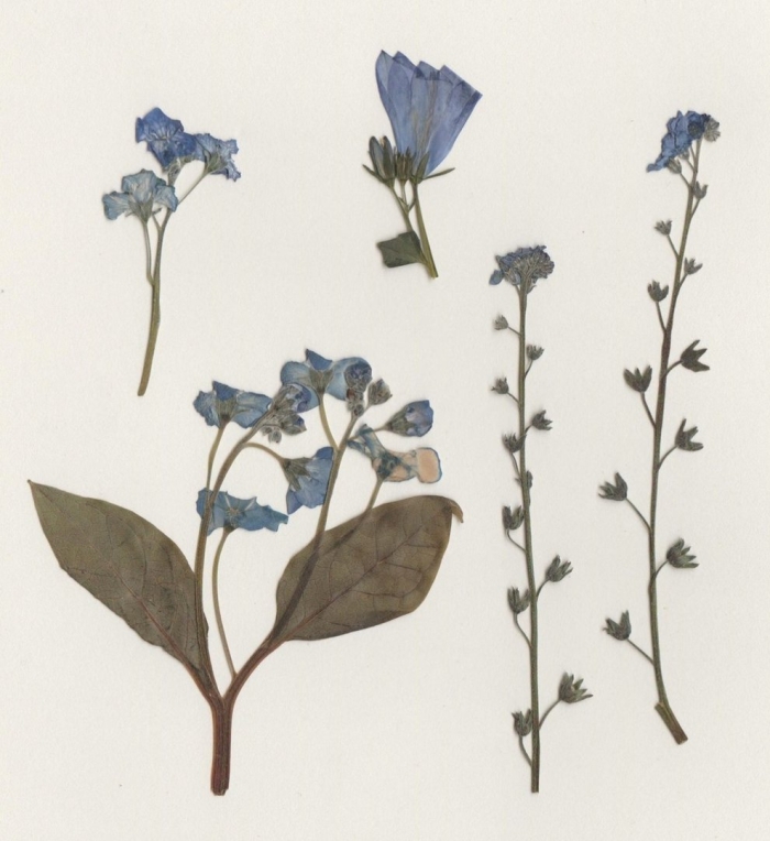 Незабудка болотная гербарий