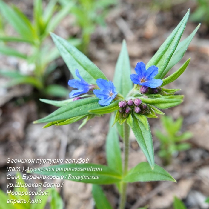 Воробейник краснокорневой