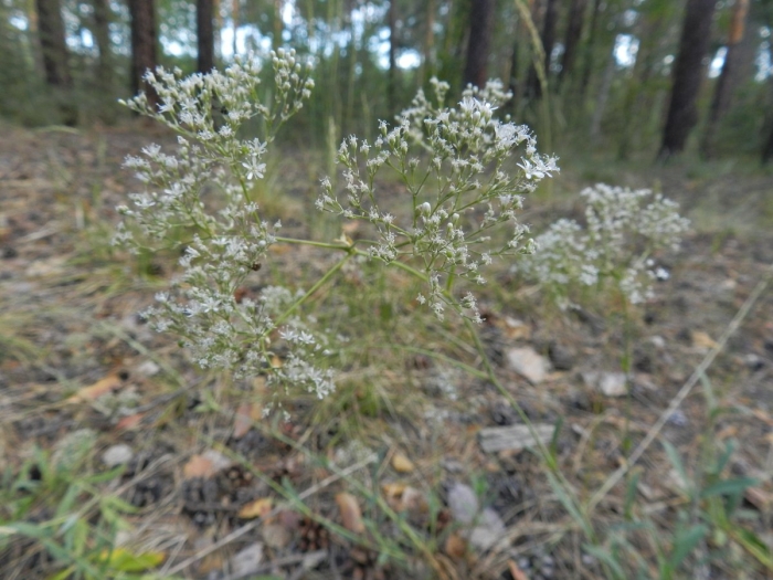 Резак обыкновенный (falcaria vulgaris)
