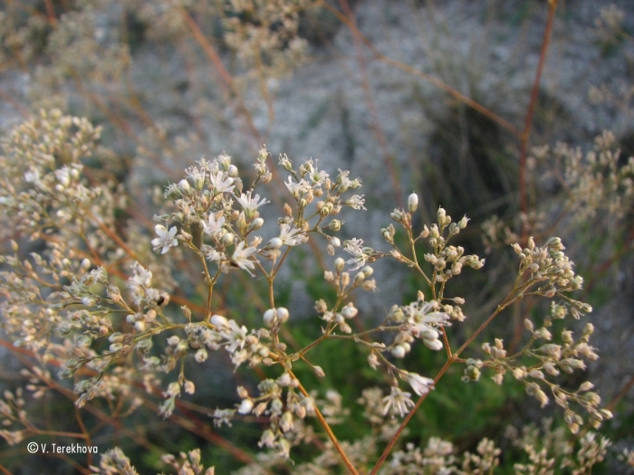 Качим метельчатый