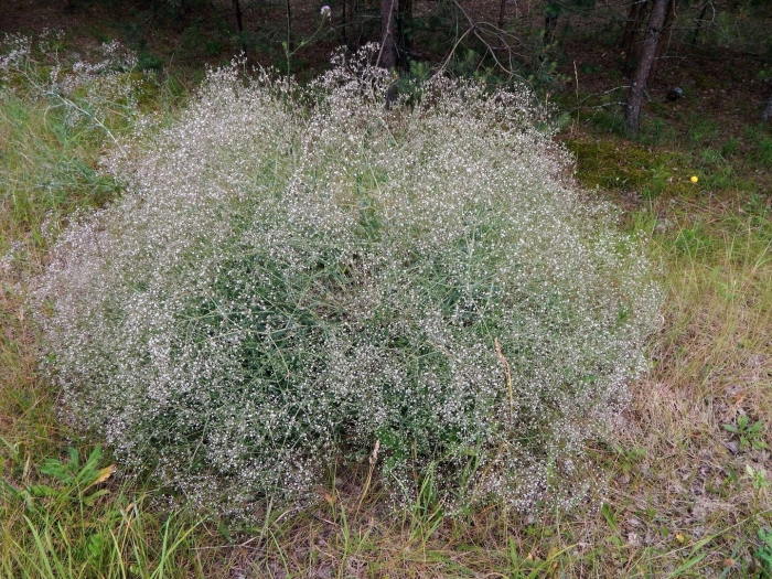 Качим метельчатый gypsophila paniculata