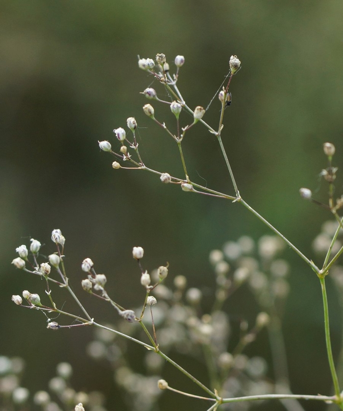 Перекати-поле качим метельчатый (gypsophila paniculata)