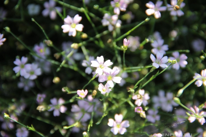 Petrorhagia saxifraga
