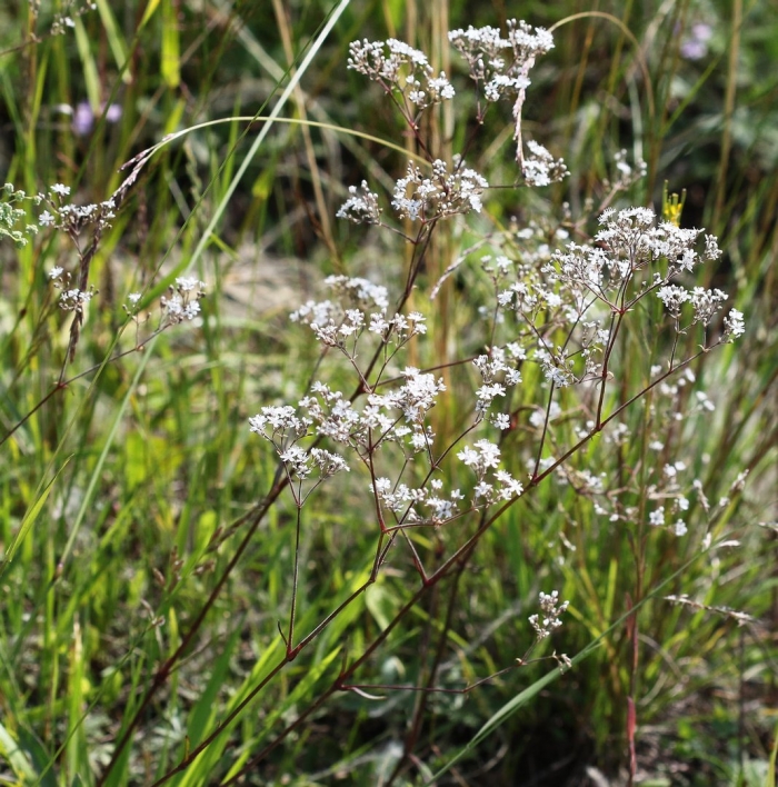 Valeriana officinalis