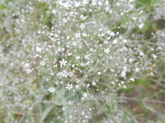 Гипсофила метельчатая снежные хлопья