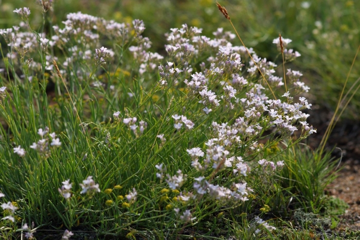 Гипсофила ползучая альба (gypsophila repens alba)