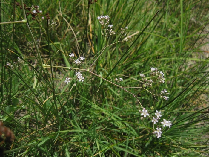 Подмаренник болотный (galium palustre)