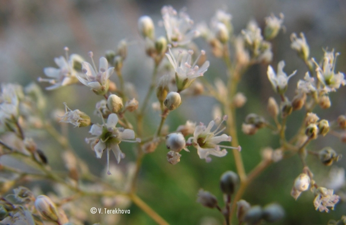 Качим юзепчука