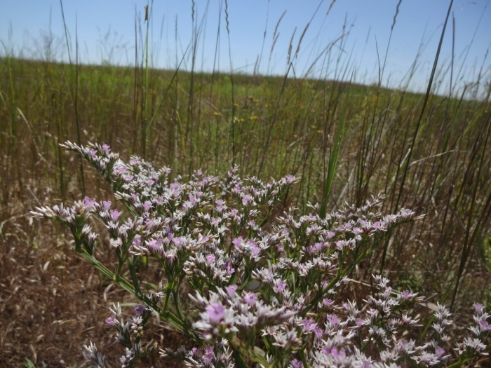Goniolimon tataricum
