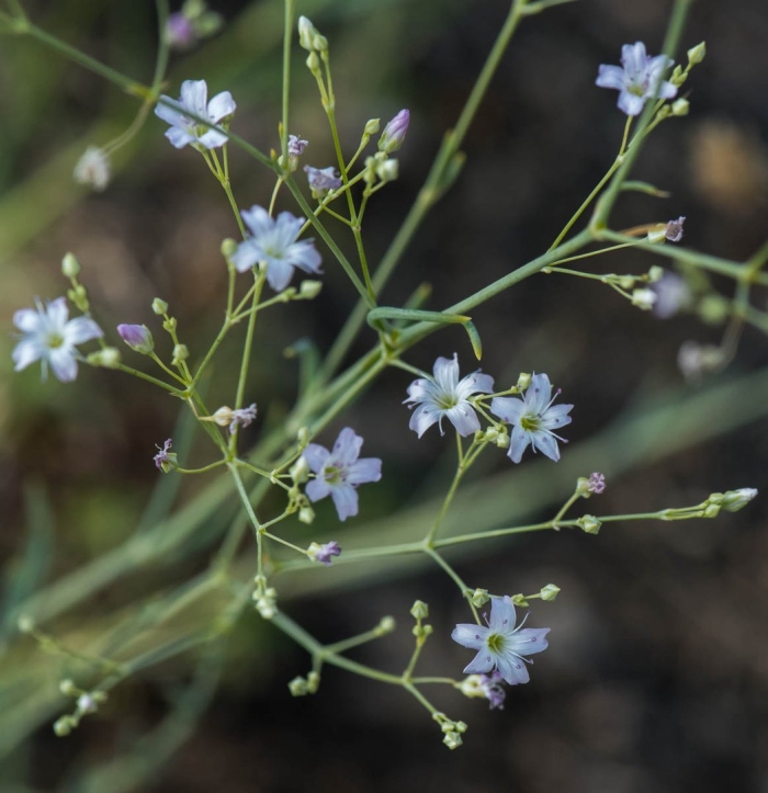 Gypsophila patrinii