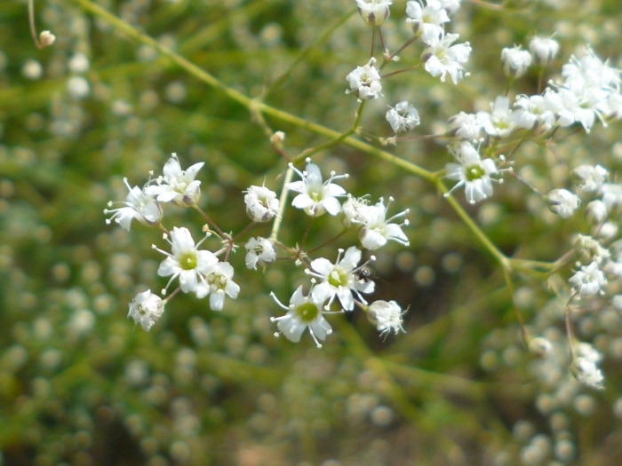 Качим юзепчука