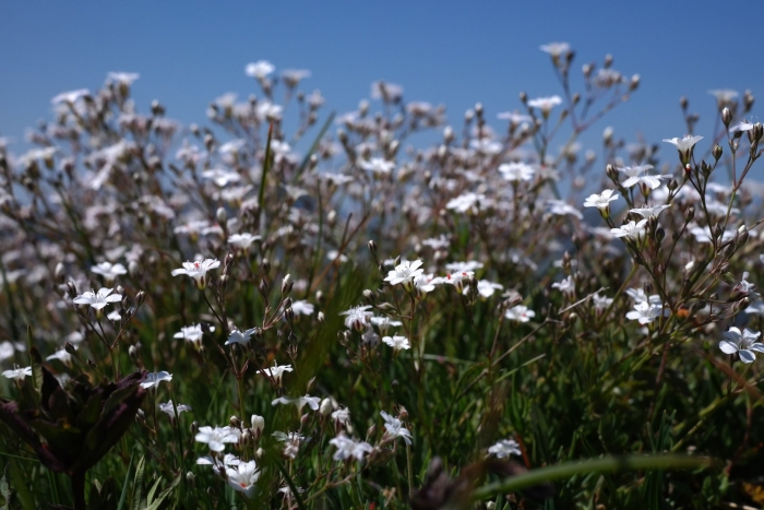 Gypsophila repens