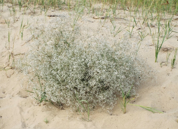 Качим метельчатый перекати поле