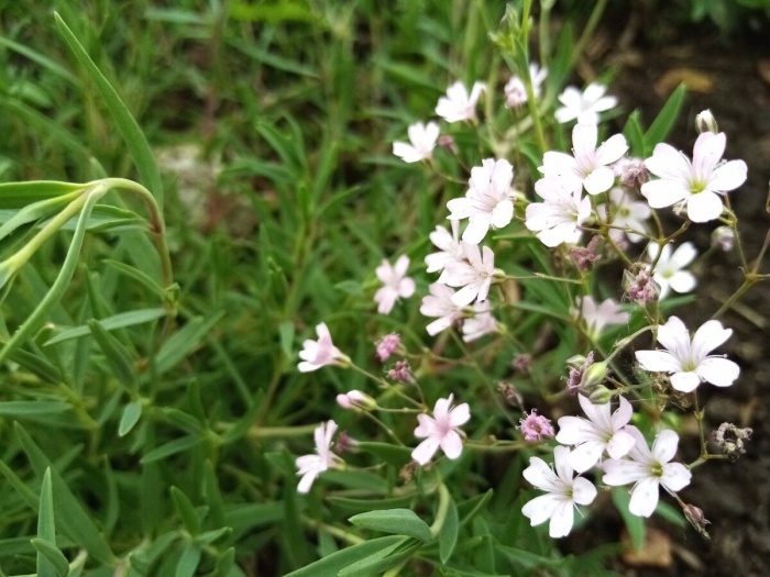 Гипсофила (качим) ползучая