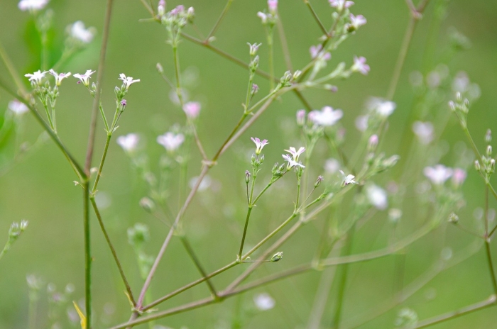 Качим гипсофила