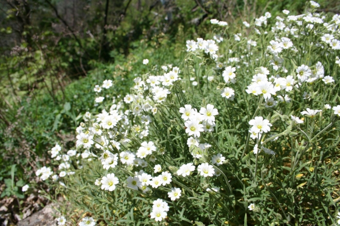Ясколка жигулевская