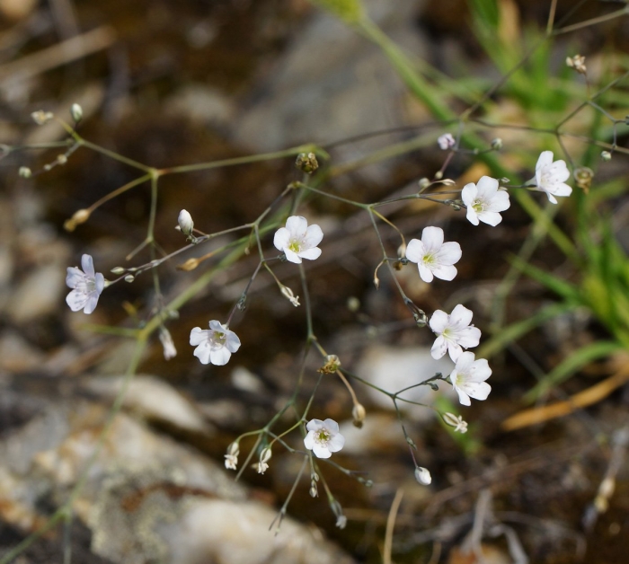 Gypsophila elegans