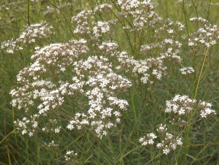 Valeriana officinalis l.