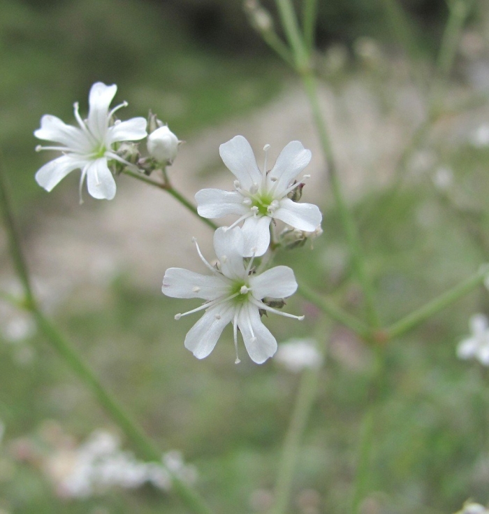 Gypsophila acutifolia