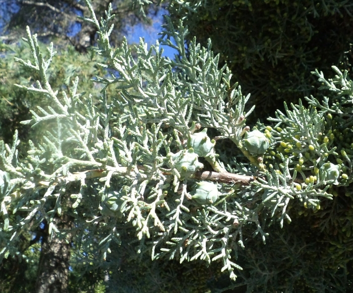 Cupressus arizonica greene