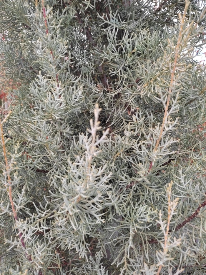 Можжевельник винтер блю