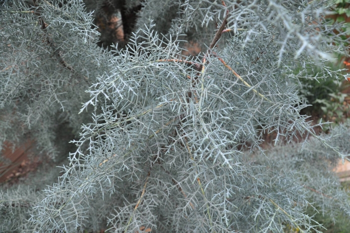 Кипарисовик аризонский