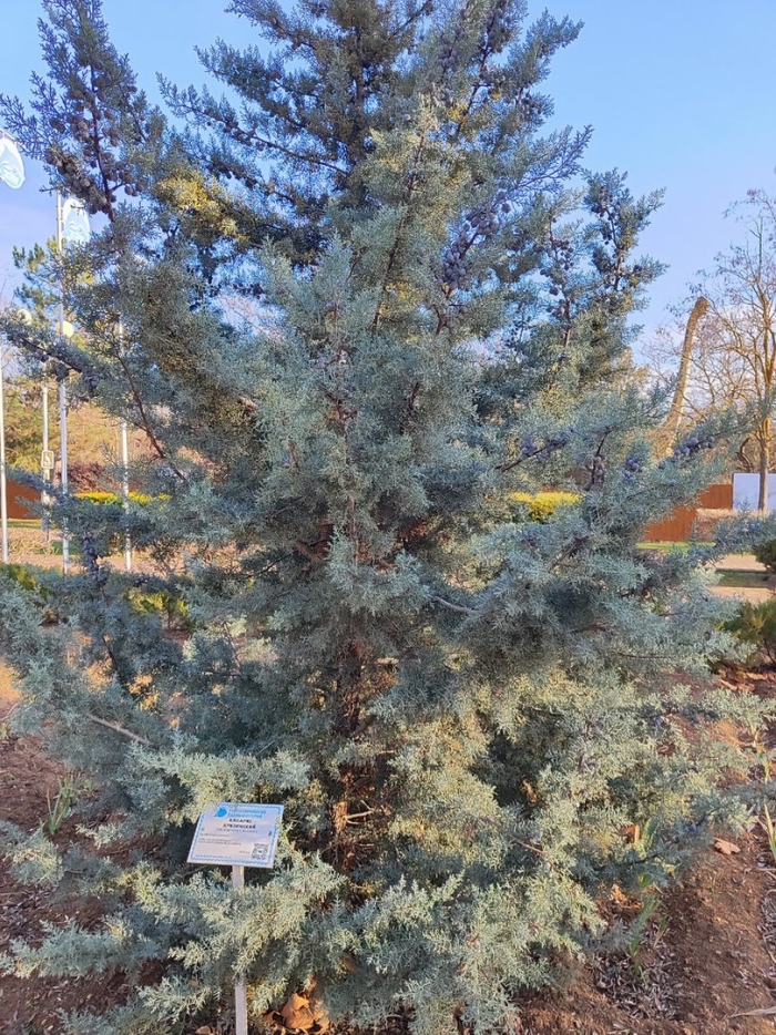 Кипарис аризонский фастигиата