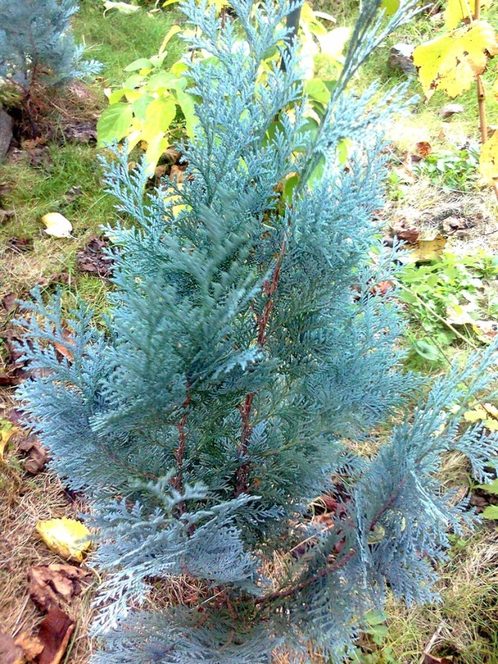 Кипарисовик лавсона блю