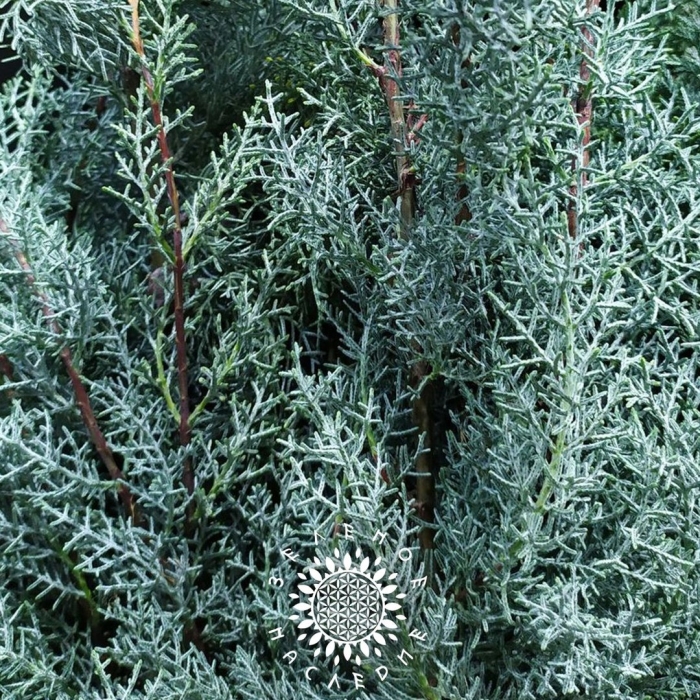 Можжевельник виргинский