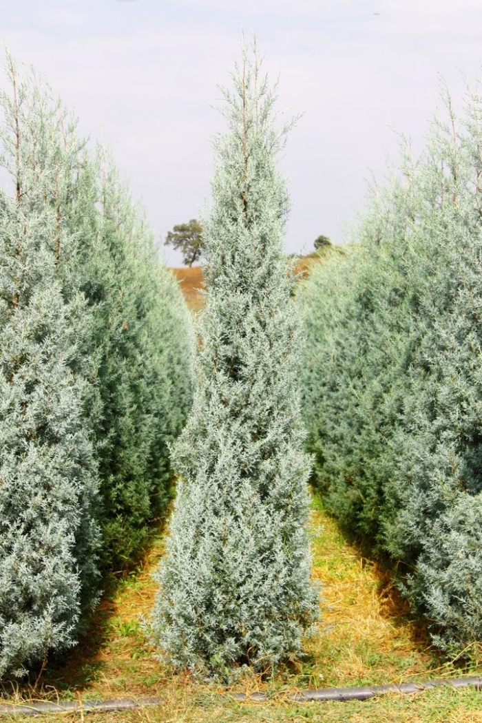 Кипарис аризонский фастигиата