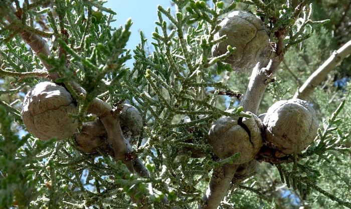 Cupressus forbesii
