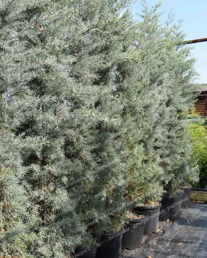 Кипарис аризонский фастигиата