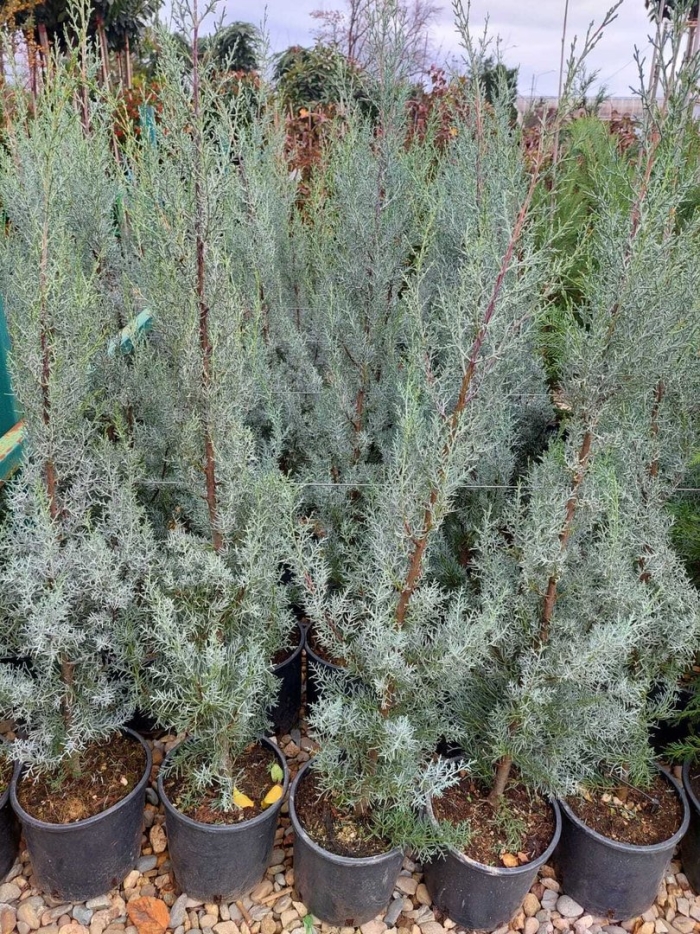 Можжевельник скальный мунглоу