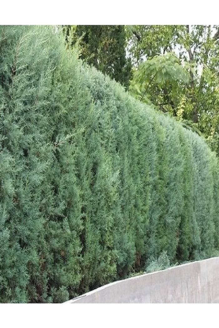 Можжевельник скальный блю арроу