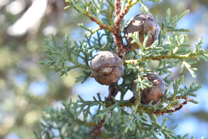 Кипарис cupressus sempervirens