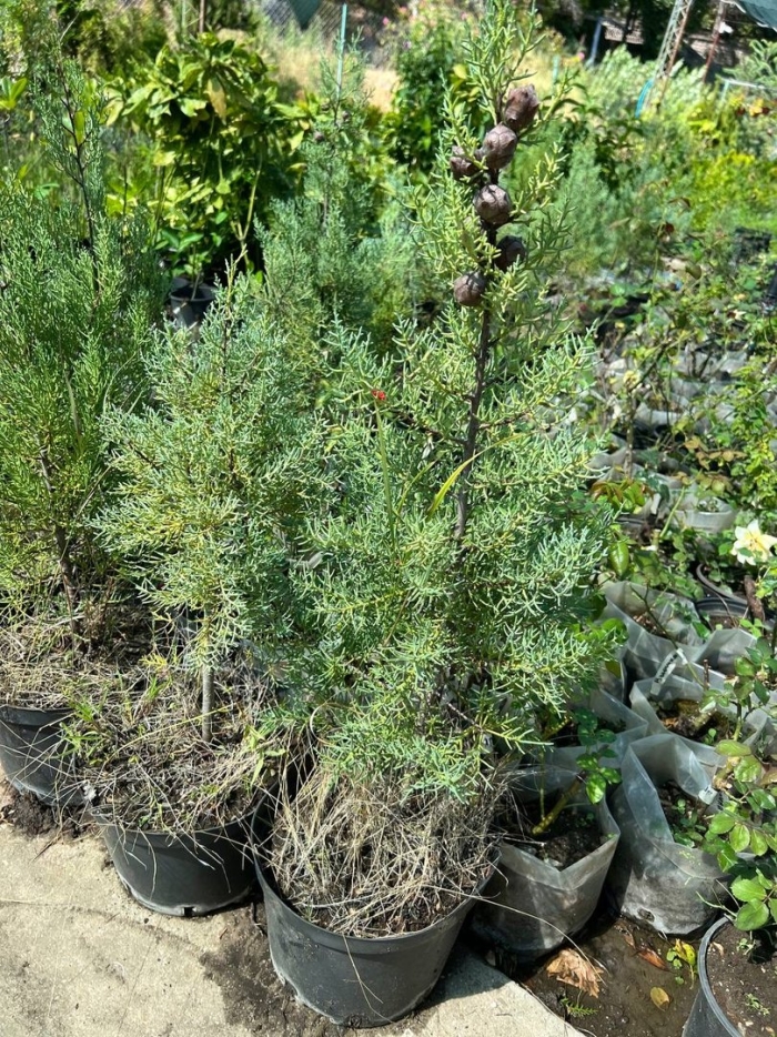 Можжевельник стрикта джуниперус