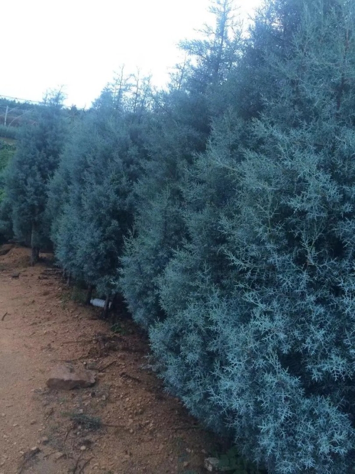 Можжевельник скальный блю
