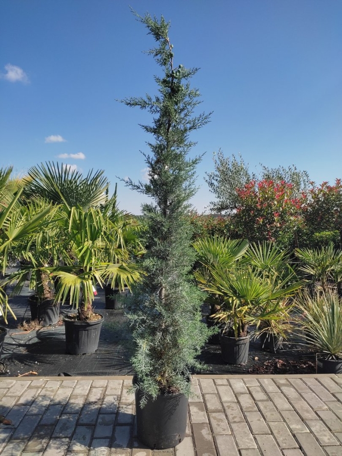 Кипарис пирамидальный саженец