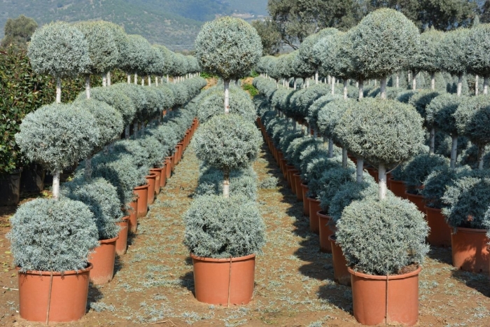 Кипарис аризонский фастигиата