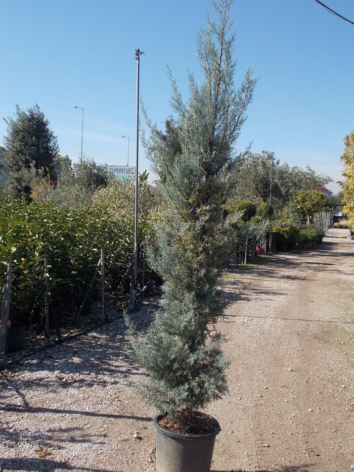 Cupressus arizonica glauca
