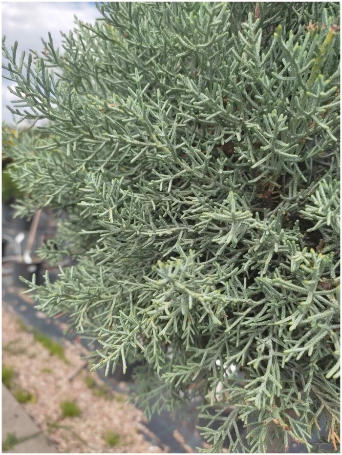 Можжевельник виргинский грей