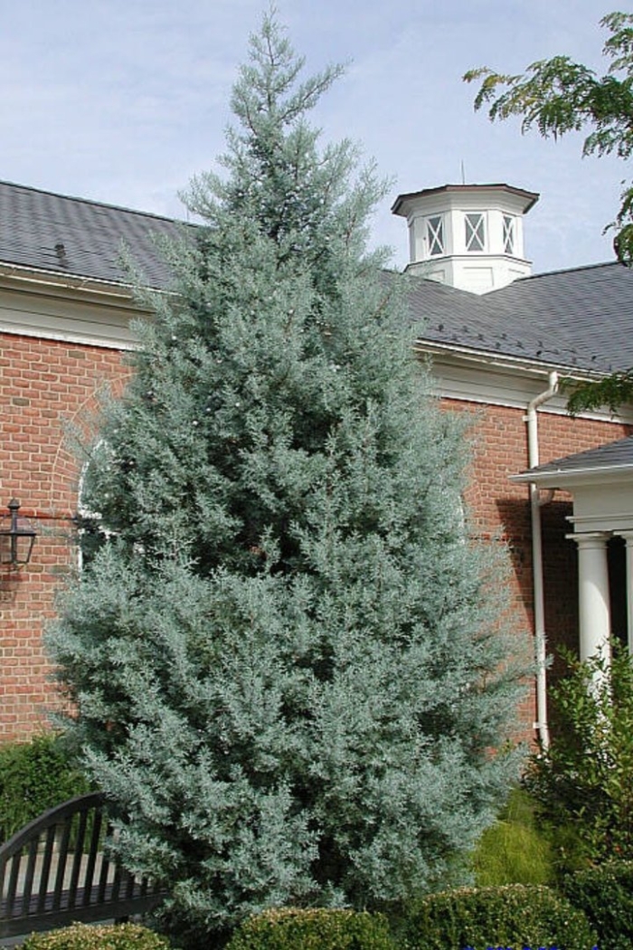 Кипарис аризонский фастигиата