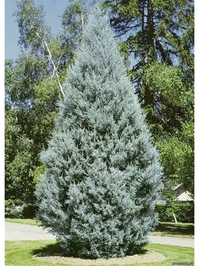 Кипарис аризонский (cupressus arizonica)